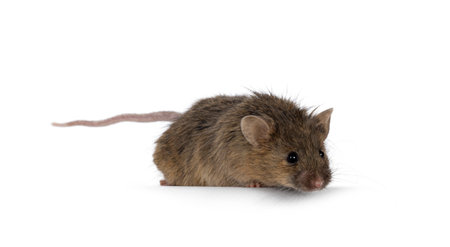 Tiger brindle mouse, looking down over edge. Looking away from camera. isolated on a white background.の写真素材