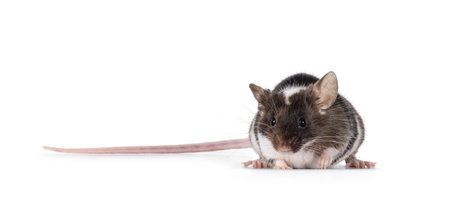 Cute tricolor mouse, standing facing front. Looking towards camera showing both eyes. Isolated on a white background.の写真素材