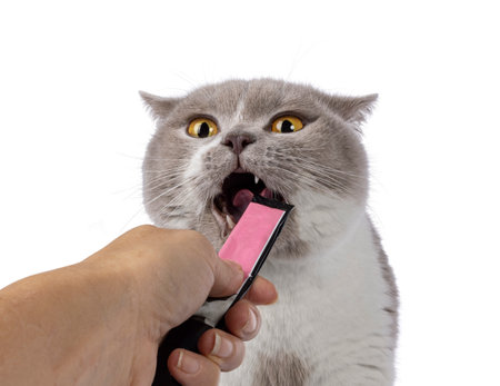 Funny head shot of an adult male British Shorthair cat, getting treats from human hand. Looking annoyed towards camera. Isolated on a white background.の写真素材