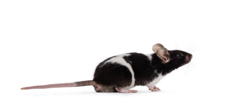 Cute black and white mouse, sitting side ways. Looking up and away from camera. Isolated on a white background.の写真素材