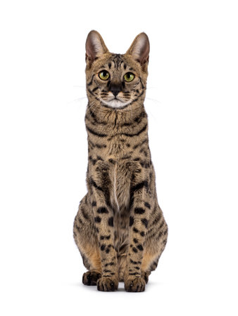 Savannah F4 cat with loads of serval resemblance, sitting up facing front like elegant statue....