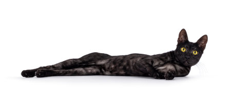 Black smoke Savannah F6 cat laying all stretched and relaxed on it's side. Looking curious at...