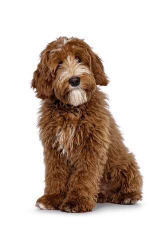 Cute red with white spots Labradoodle dog, sitting up slightly side ways. Looking straight to camera with cute head tilt. isolated on a white background.の写真素材