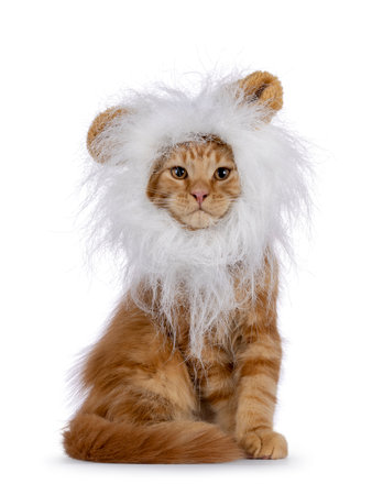 Majestic red Maine Coon cat kitten, sitting up facing front wearing fake white lion manes. Looking towards camera. Isolated on a white background.の写真素材