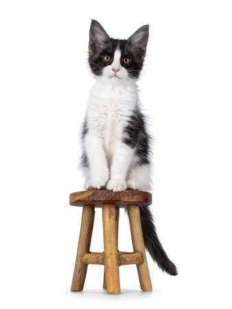 Cute expressive black and white Maine Coon cat kitten, sitting facing front on little wooden stool. Looking straight to camera. Isolated on a white background.の写真素材