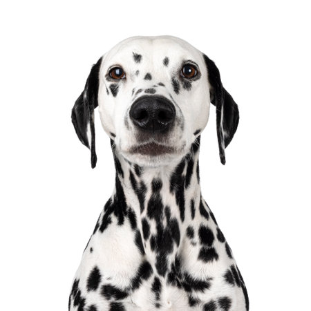 Head shot of serious looking Dalmatian dog, sitting up facing front. Looking towards camera. Isolated on a white background.の写真素材