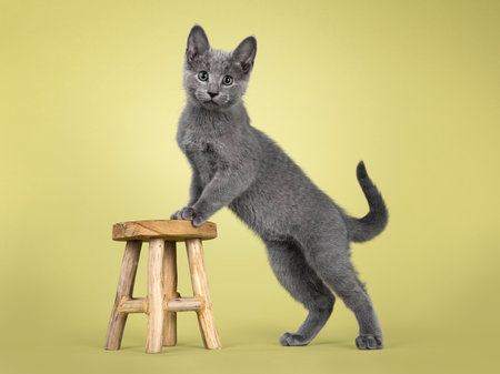 Cute Russian Blue cat kitten, standing side ways with front paws on little wooden stool. Looking straight to lens. isolated on a soft green background.の写真素材
