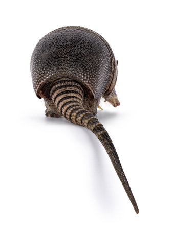 Rear side of nine banded Armadillo aka Dasypus novemcinctus, walking away. tail hanging down over edge. Isolated on a white background.の写真素材