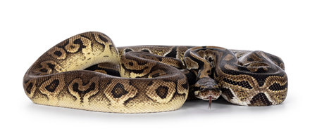 Two morphs of Ball Python aka Python Regius, tangled up and living as friend. Isolated on a white...