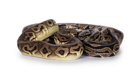 Two morphs of Ball Python aka Python Regius, tangled up and living as friend. Isolated on a white...