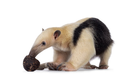 Southern anteather aka Tamandua tetradactyla standing sideways. Looking and eating from an avocado. Isolated on a white background.の写真素材