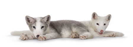 Adorable gray with white and white polar foxesaka Vulpes Lagopus, laying down together. Looking...
