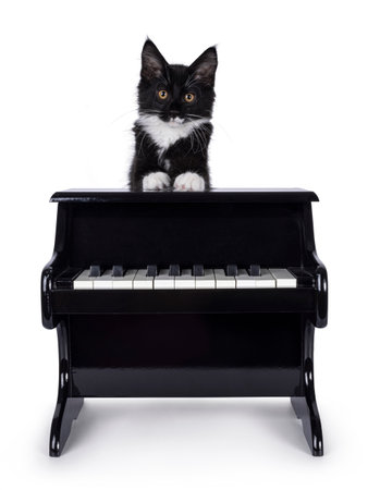 Cute black and white Maine Coon cat kitten, standing behind toy piano. Looking towards camera. Isolated on white background.の写真素材