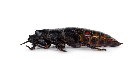 Side view of hissing cockroach aka Gromphadorhina portentosa. Isolated on a white background.