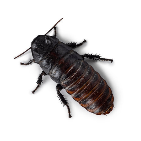 Top view of hissing cockroach aka Gromphadorhina portentosa. Isolated on a white background.
