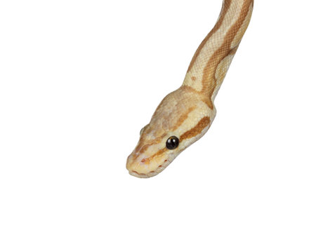 Head shot of cute yellowish ball python, isolated on a white background. Tongue in.