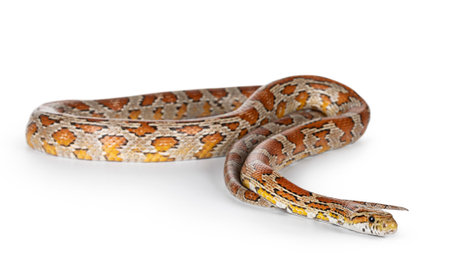 Full body shot of rat snake aka Pantherophis guttatus. Isolated on a white background.