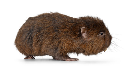 Senior Bamboo rat aka Cannomys badius, standing side ways. Looking to the side away from camera. Isolated on a white background.の写真素材