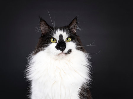 Head shot of majestic black and white Norwegian Forestcat with funny smirk face markings, laying down side ways. Looking beside camera. Isolated on a black background.の写真素材