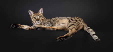 Handsome F5 male Savannah cat, laying down on edge. Looking over shoulder towards camera. Isolated on a black background.の写真素材