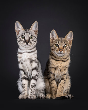Two F6 Savannah cat kittens sitting beside each facing front. All looking towards camera. Isolated on a black background.の写真素材