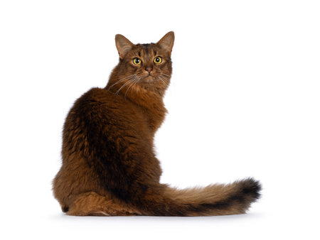 Beautiful young adult Somali cat, sitting up backwards. Looking over shoulder towards camera. Isolated on a white background.の写真素材