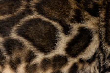 Full frame macro detailed image of brown with black spotted domestic Bengal cat furr.