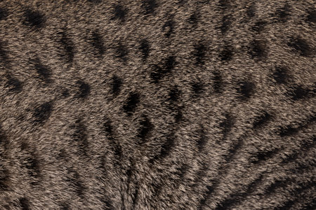 Full frame macro detailed image of brown with black spotted domestic Savannah cat fur.