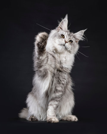 Impressive silver Maine Coon cat, sitting up facing front playing. Paw high up. Looking above camera. isolated on a black background.の写真素材