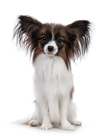 Cute white with brown Epagneul Nain Papillon dog puppy, sitting facing front looking towards camera. Isolated on white background.の写真素材