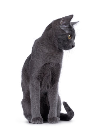 Cute Korat kitten, sitting up facing front. looking sideways showing profile. Isolated on a white background.の写真素材