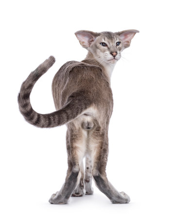 Young adult blue point Siamese cat, sitting backwards showing butt and balls. Looking over shoulder beside camera. isolated on a white background.の写真素材