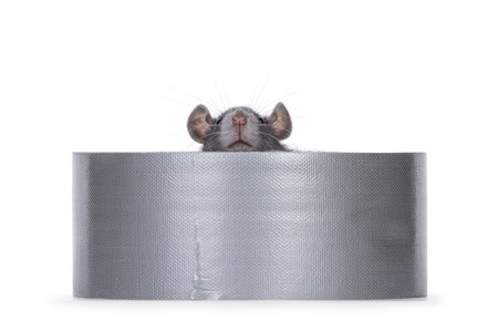 Cute young blue rat sitting in a laying down roll gray tape. Peeping over edge. Isolated on a white background.の写真素材