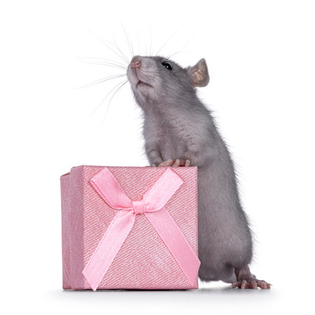 Cute blue young rat standing behind square pink present box. Looking up and above camera. Isolated on a white background.の写真素材
