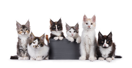 Row of 6 Maine Coon cat kittens, sitting, laying and sitting in bucket on a straight line. All looking towards camera. isolated on a white background.の写真素材