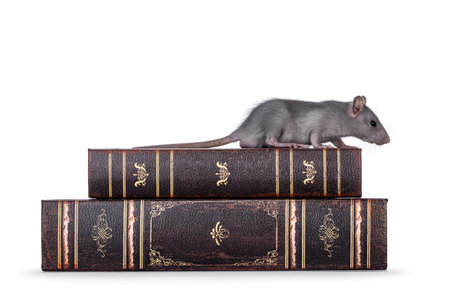 Cute little blue rat walking side ways over stacked old books. Looking side ways away from camera. Isolated on a white background.の写真素材