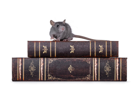 Cute little blue rat walking over stacked old books towards camera. Isolated on a white background.の写真素材