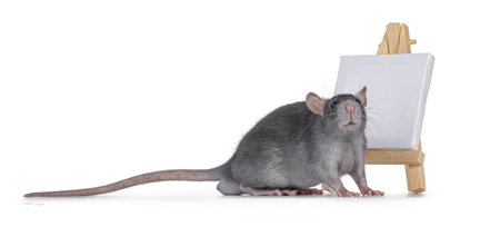Cute little blue rat standing side ways in front of little white empty canvas on a wooden easel. Looking towards camera. Isolated on a white background.の写真素材
