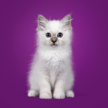 Adorable sacred birman cat kitten, sitting up facing front. Looking towards cameras with wide typical blue eyes. Isolated on a purple background.の写真素材