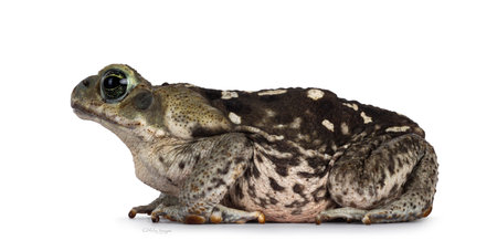 Large Rhinella Marina or Cane toad, sitting side ways. Looking away from camera. Isolated on a white...