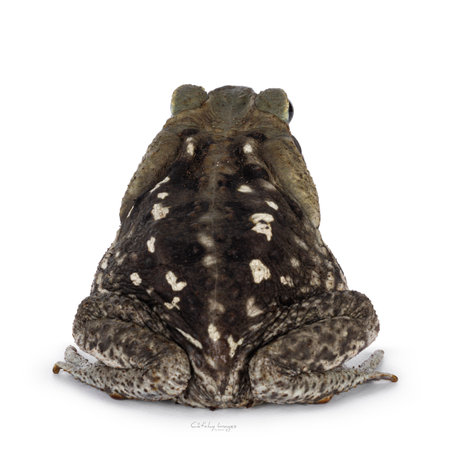 Large Rhinella Marina or Cane toad, sitting backwards showing skin and pattern. No face. Isolated on...