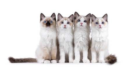 Row of 4 adorable Ragdoll cat kittens, sitting beside each other. All looking towards camera with wide specific blue eyes. Isolated on a white background.の写真素材