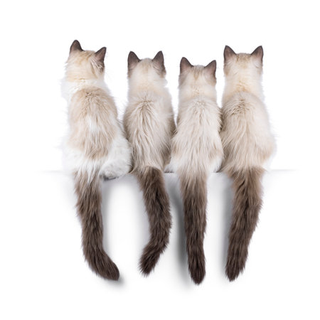 Row of 4 ragdoll cat kittens, sitting backwards beside each other on an edge. Tail hangin down, no faces showing. Isolated on a white background.の写真素材