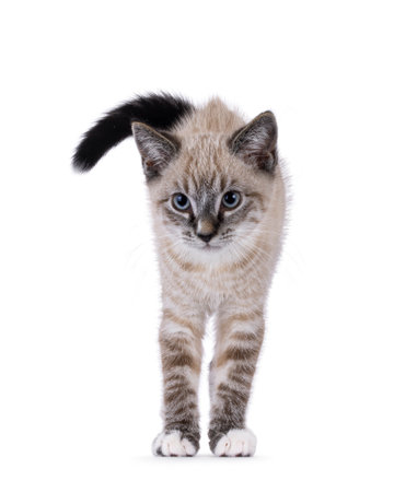 Cute house cat kitten, with tabby point pattern, standing facing front. Back hair up, upset. Looking beside camera. Isolated on a white background.の写真素材