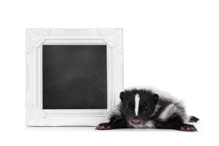 Cute young skunk, laying down beside photo frame filled with blackboard. Looking towards camera. Isolated on a white background.の写真素材