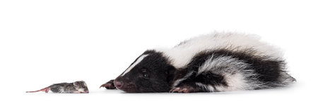 Cute young skunk, laying down side ways beside dead mouse. Looking curious about the mouse. Isolated on a white background.の写真素材