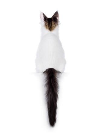 Pretty Maine Coon cat kitten, sitting backwards on edge. Looking away from camera, no face showing. Isolated on a white background.の写真素材
