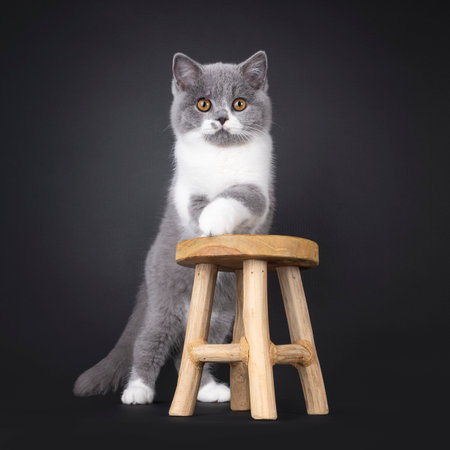 Cute blue with white British Shorthair cat kitten, standing behind little wooden stool with front paws on it. Looking towards camera with orange eyes. Isolated on a black background.の写真素材