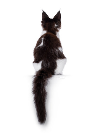 Handsome black and white Maine Coon cat kitten, sitting backwards on edge. Looking up away from camera. No face. Isolated on a white background.の写真素材