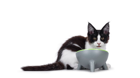Handsome black and white Maine Coon cat kitten, laying behind gray round food bowl. Looking towards camera with tongue out. Isolated on a white background.の写真素材